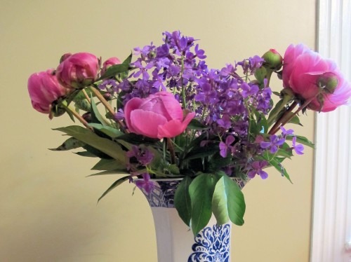 bouquet of peonies and Dames rocket