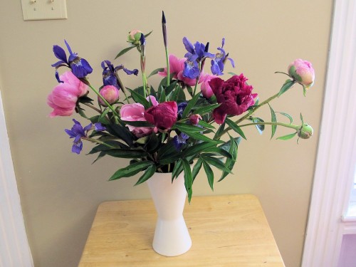Siberian iris and peonies make a pleasing backyard bouquet
