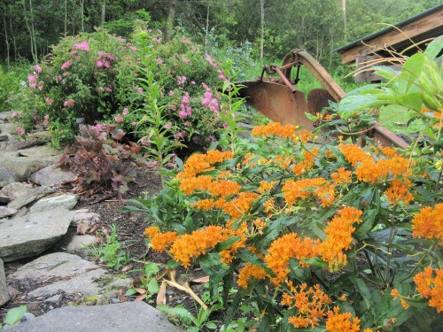 butterfly weed and spirea