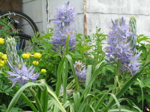 camassia electra well grown