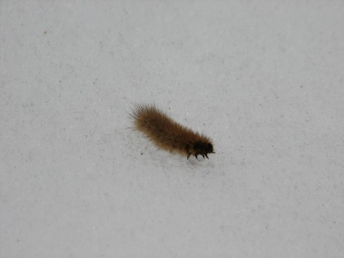 Caterpillar on snow