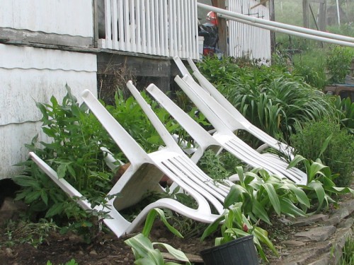 catmint_protected_with_chairs