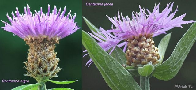 Comparison of Centaura jacea and C. nigra