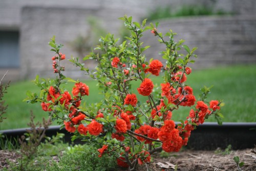 Double Take™ 'Orange Storm' flowering fifteen Chaenomeles speciosa