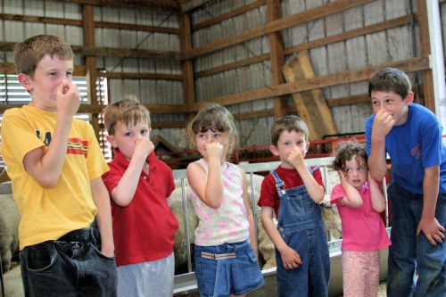 These children toured the Old Chatham Sheepherding Company, one of the farms profiled in the book.