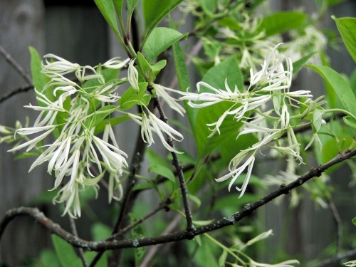 Chionanthus virginicus, Fringe Tree by Brian Bixley