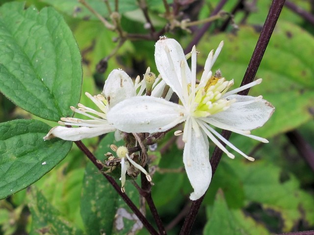 native clematis flower closeup