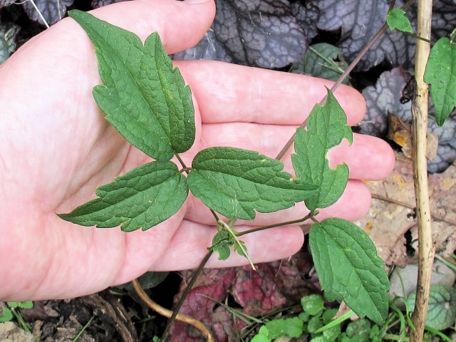 clematis virginiana leaves