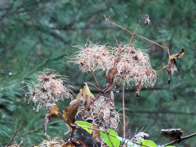 clematis seedheads October