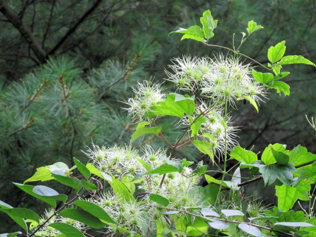native clematis virginiana seedheads in August
