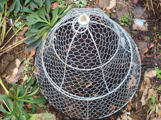 chicken wire cloche covering the replanted lady's slipper