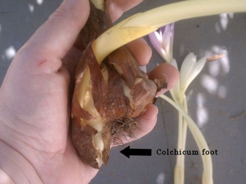 sprouting colchicum corm displaying foot