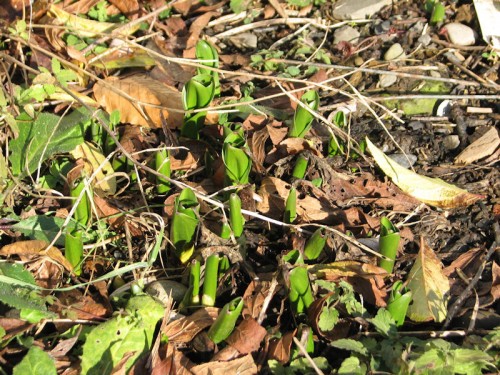 image of colchicum foliage emerging from the ground