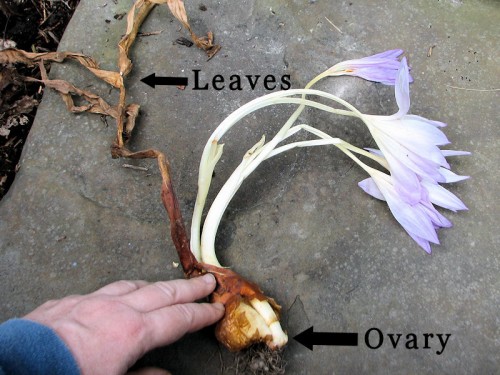 blooming colchicum corm with ovary and leaves labeled