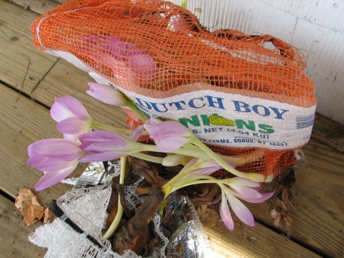 Colchicums sprouting in bags
