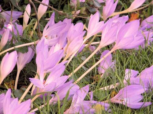 These are the mongrel colchicums. They grow well in grass and make a good show from a distance.