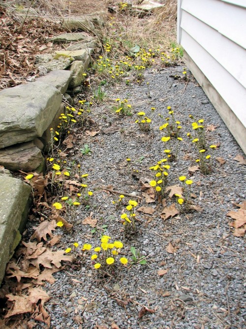 Coltsfoot growing in gravel path