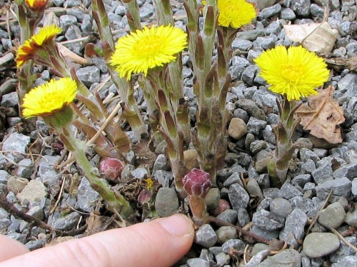 Coltsfoot stem and bud detail