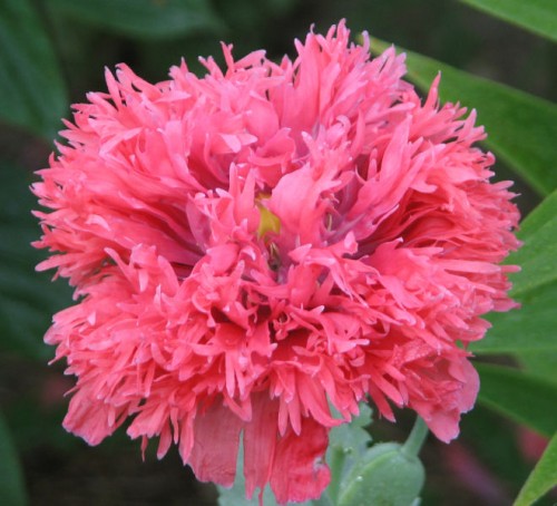 Coral peony poppy, laciniata type