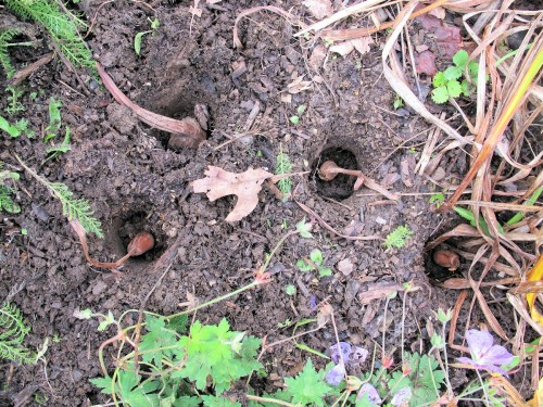 corms in proplugger holes