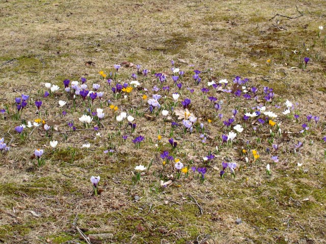 crocus in the lawn