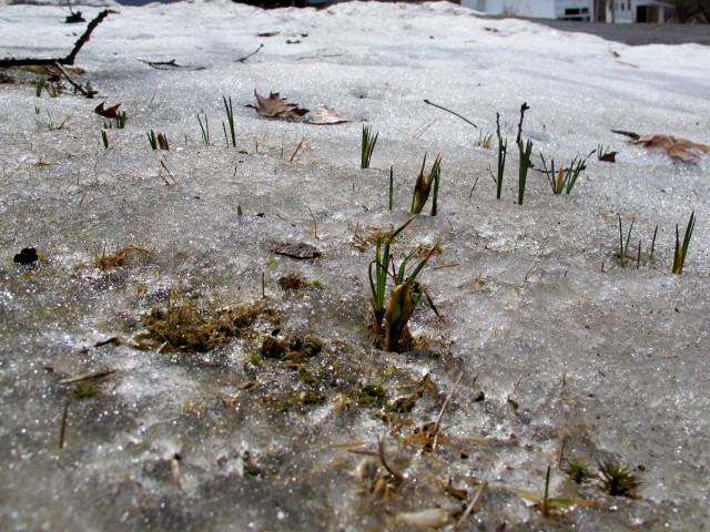 crocuses under snow