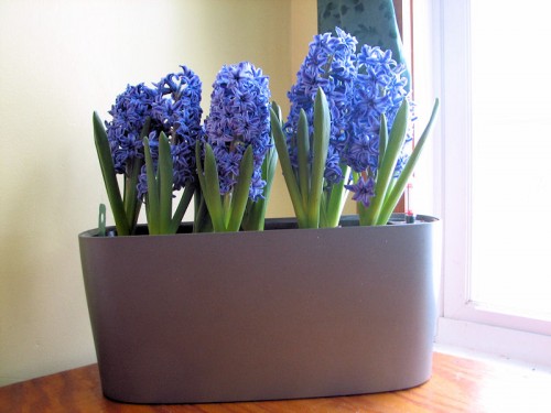 crystal palace hyacinths forced in a pot