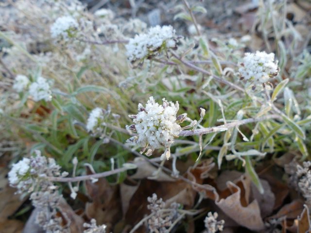 alyssum with frost on it