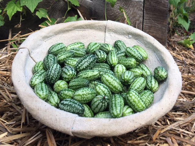 cucamelons also called Mexican Sour Gherkin