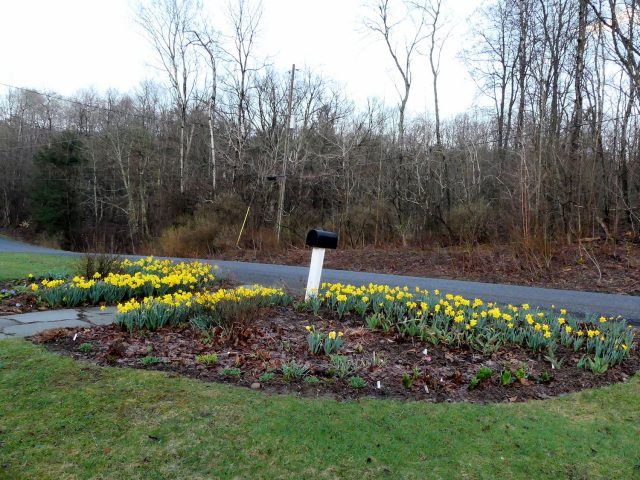 daffodils and across the road