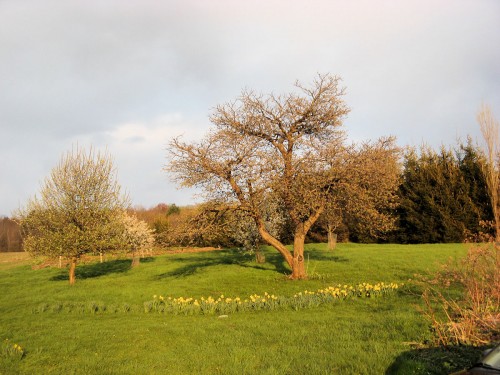 Daffodils around apple tree