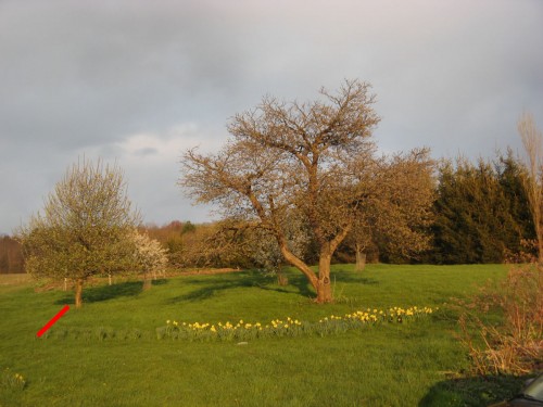 Daffodils around apple tree now following line