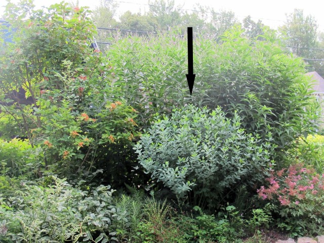 fragrant shrub daphne Bernard Carrier garden