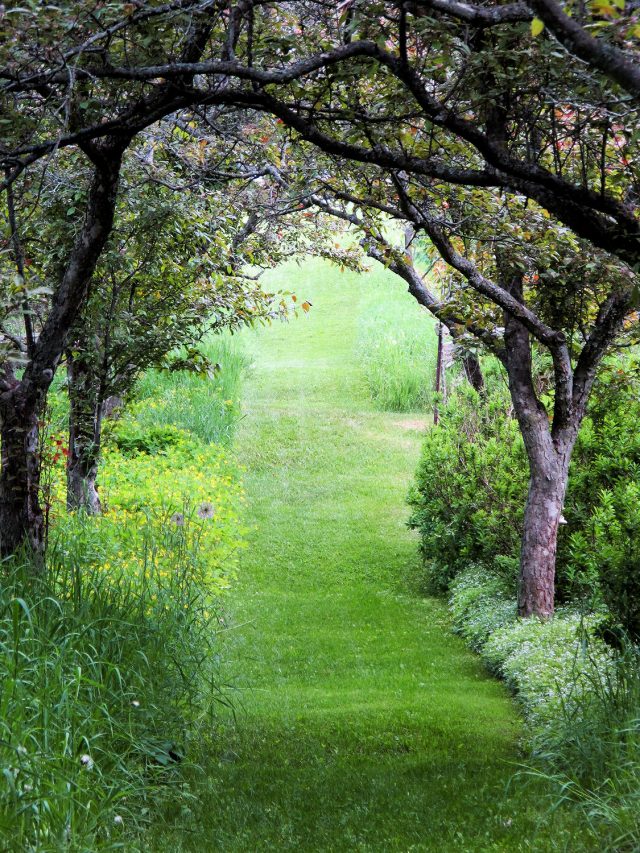 tree lined path to the field