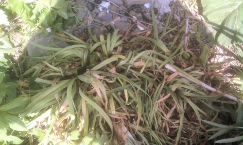 Hyperion daylilies flattened by a freeze