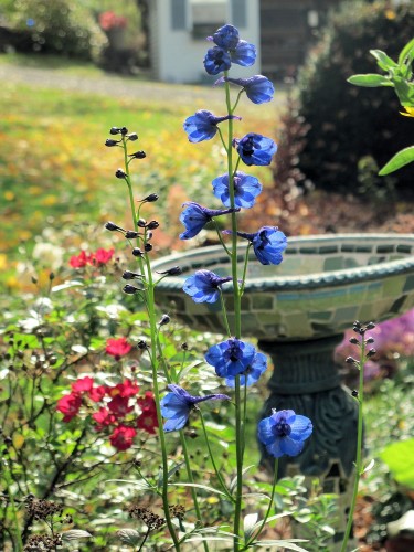 Delphinium 'Bellamosum' is a dark blue flower for your garden
