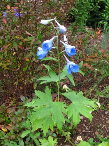 This light blue delphinium may be 'Cliveden Beauty'