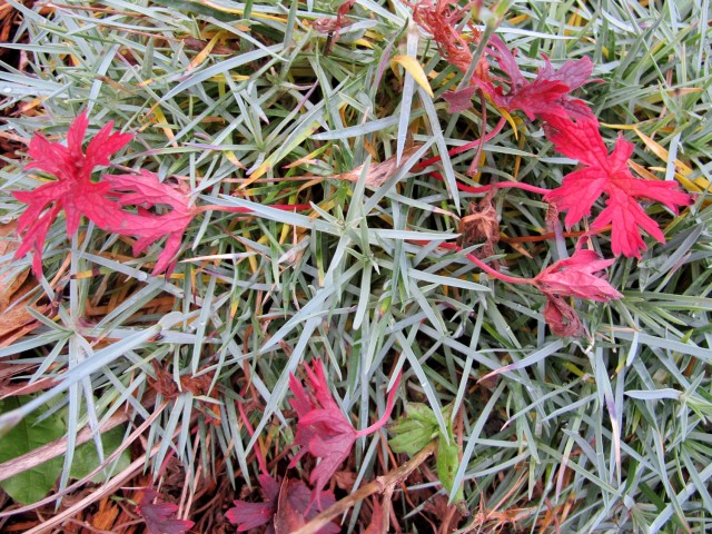 red geranium leaves and steely blue dianthus foliage