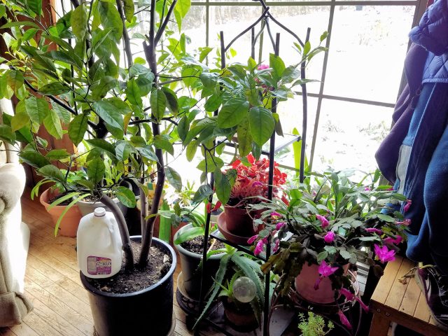 houseplants in dining room window