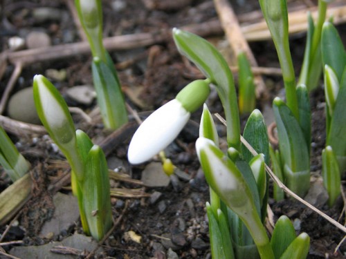 one snowdrop about to open