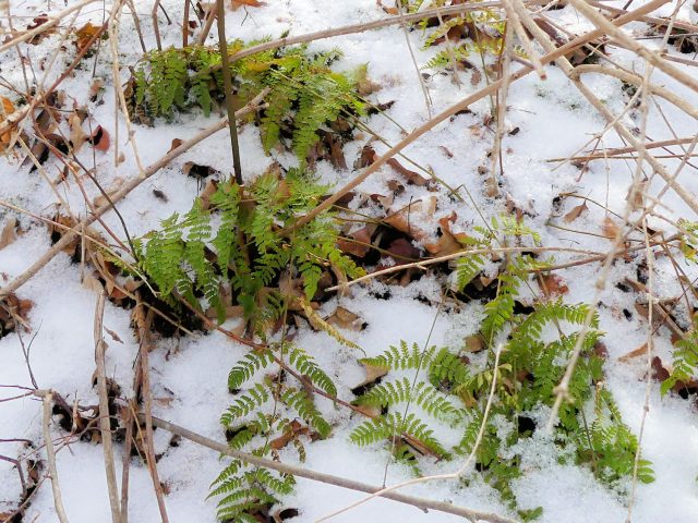 dryopteris intermedia in snow