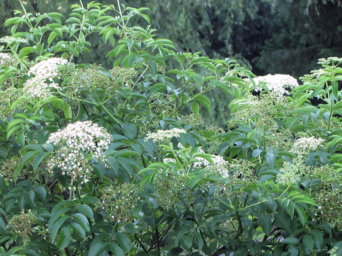 Benefit from the Beauty of Elderberry Shrubs - Plant in Your Yard and Enjoy Delicious Cooked Treats!