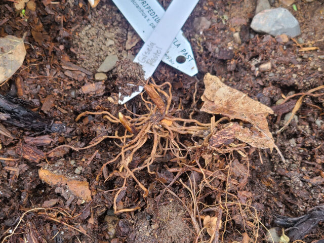 exposed lady's slipper (cypripedium) roots