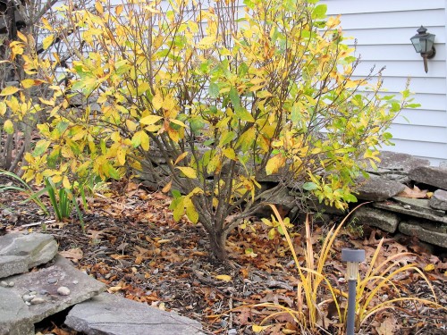 fall foliage clethra summersweet