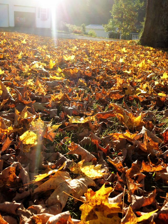 fallen leaves from maple