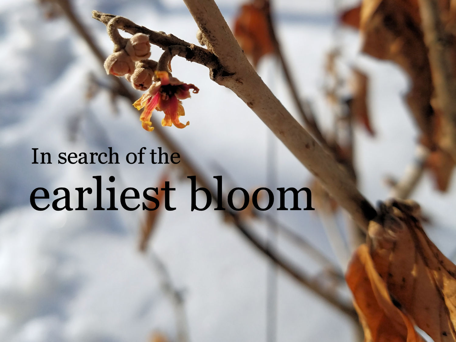 Growing The Earliest Blooms: The Challenge Continues
