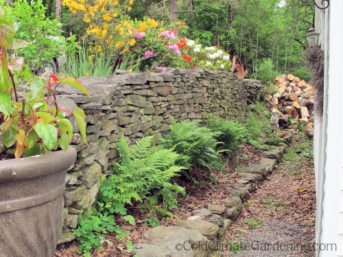 fieldstone wall with ferns growing at the base