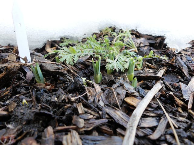 first snowdrop sprouts