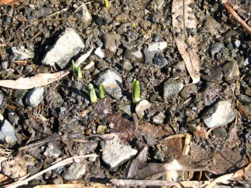 First Crocus Sprouts