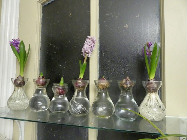 forced hyacinths on glass shelf